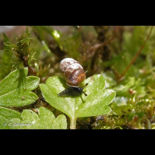 <i>Pupilla muscorum</i> (Linnaeus, 1758) &copy; O. Gargominy