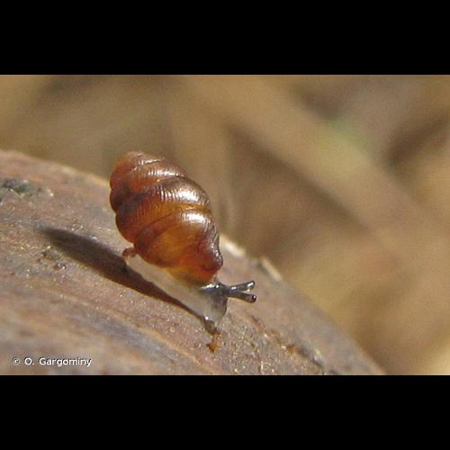 <i>Vertigo angustior</i> Jeffreys, 1830 © O. Gargominy