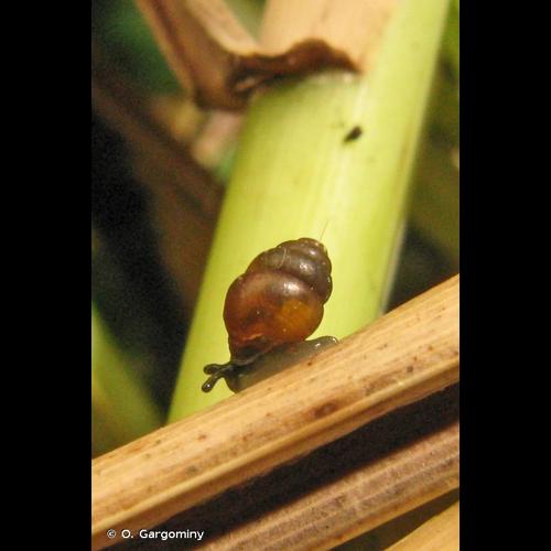 <i>Vertigo moulinsiana</i> (Dupuy, 1849) &copy; O. Gargominy