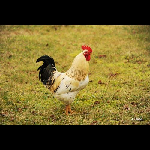 <i>Gallus gallus</i> (Linnaeus, 1758) © J.P. Siblet