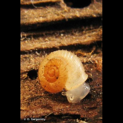 <i>Vallonia costata</i> (O.F. Müller, 1774) © O. Gargominy