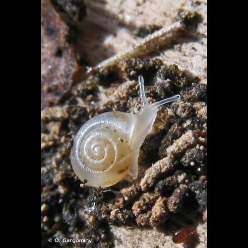 <i>Vallonia pulchella</i> (O.F. Müller, 1774) © O. Gargominy