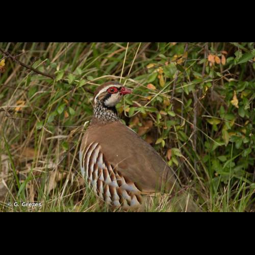 <i>Alectoris rufa</i> (Linnaeus, 1758) &copy; G. Grezes