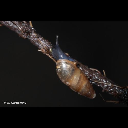 <i>Cochlicopa lubrica</i> (O.F. Müller, 1774) © O. Gargominy