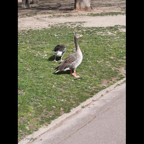 <i>Anser anser anser</i> (Linnaeus, 1758) &copy; Kiew