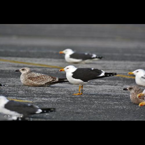 <i>Larus fuscus intermedius</i> Schioler, 1922 © S. Wroza