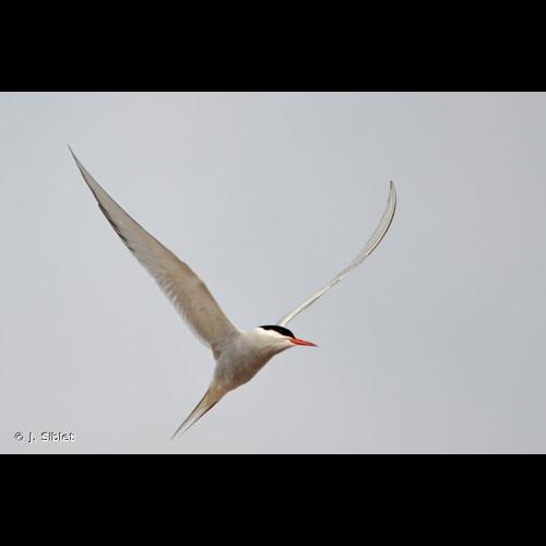 <i>Sterna paradisaea</i> Pontoppidan, 1763 © J. Siblet