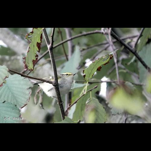 <i>Phylloscopus proregulus</i> (Pallas, 1811) © S. Wroza