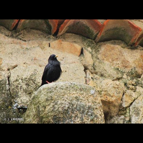 <i>Sturnus unicolor</i> Temminck, 1820 © J. LAIGNEL
