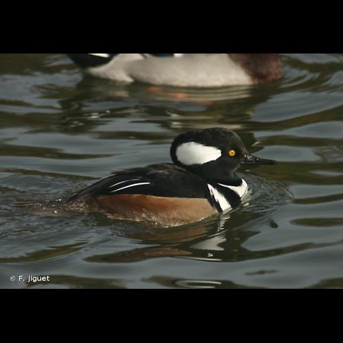 <i>Lophodytes cucullatus</i> (Linnaeus, 1758) © F. Jiguet