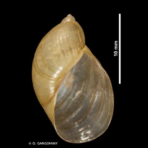 <i>Succinea putris</i> (Linnaeus, 1758) © O. Gargominy