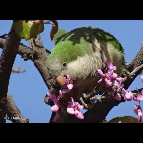 <i>Myiopsitta monacha</i> (Boddaert, 1783) © J. LAIGNEL