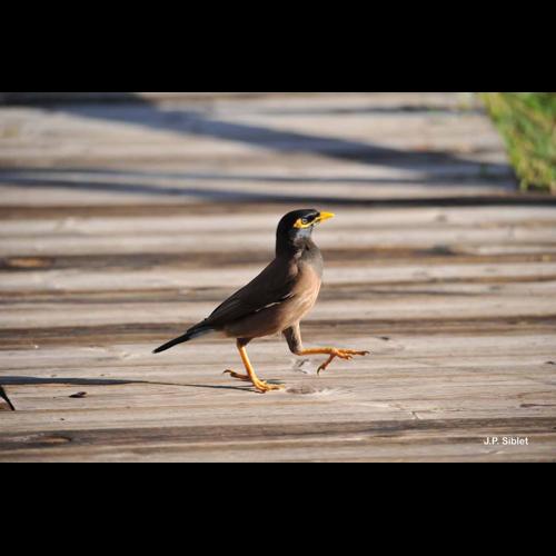 <i>Acridotheres tristis</i> (Linnaeus, 1766) © J.P. Siblet