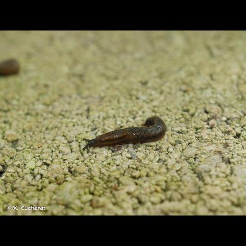 <i>Arion distinctus</i> Mabille, 1868 © X. Cucherat