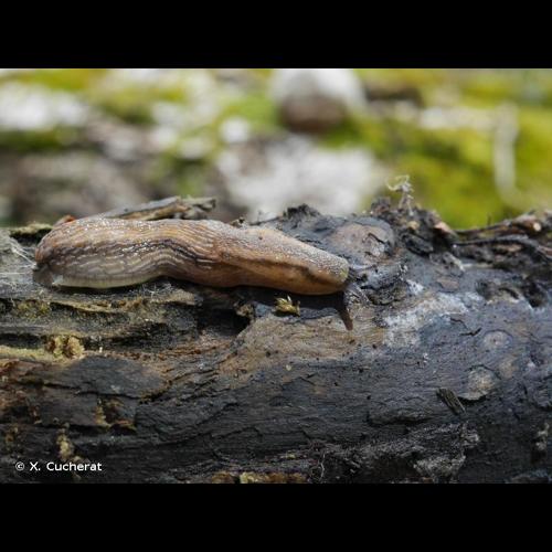 <i>Arion fasciatus</i> (Nilsson, 1823) © X. Cucherat