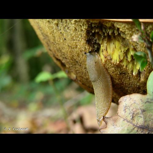 <i>Arion rufus</i> (Linnaeus, 1758) &copy; X. Cucherat