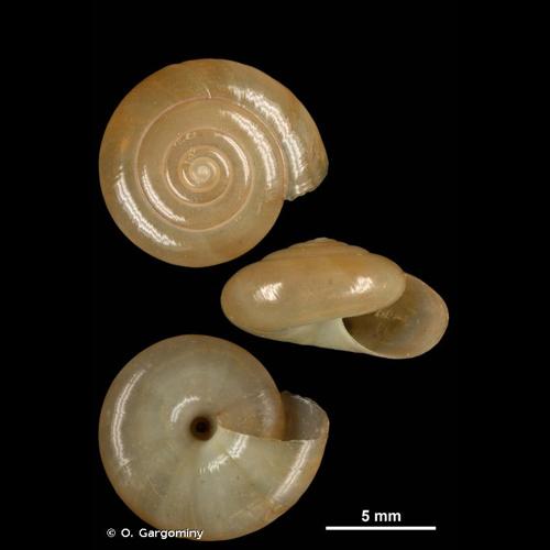 <i>Oxychilus alliarius</i> (J.S. Miller, 1822) © O. Gargominy