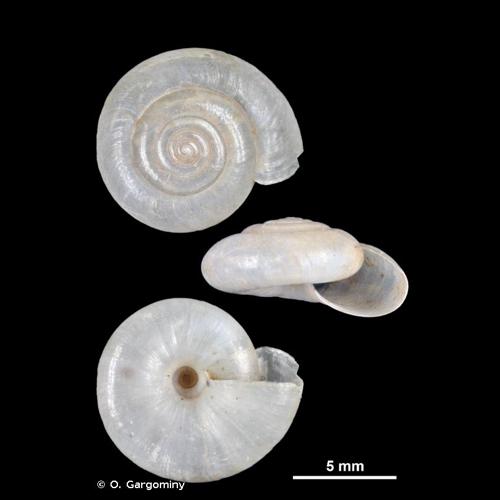 <i>Oxychilus cellarius</i> (O.F. Müller, 1774) © O. Gargominy