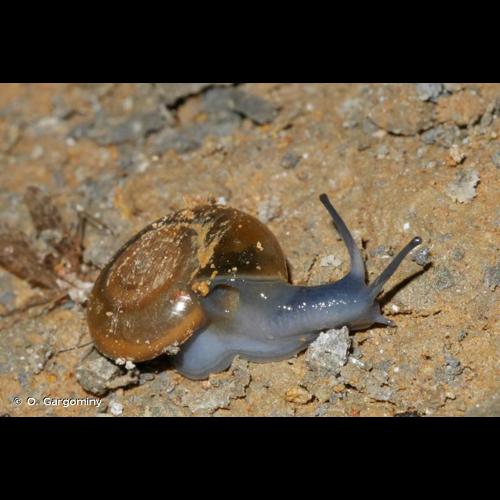 <i>Oxychilus draparnaudi</i> (H. Beck, 1837) &copy; O. Gargominy