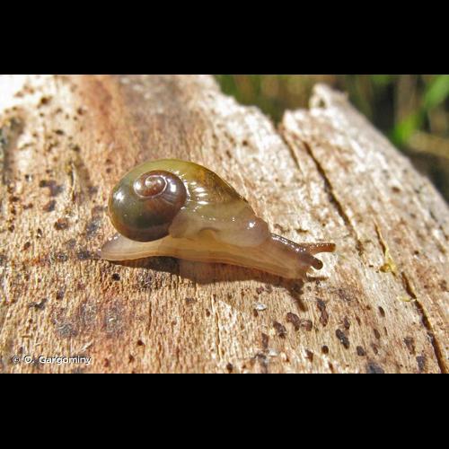 <i>Vitrina pellucida</i> (O.F. Müller, 1774) © O. Gargominy