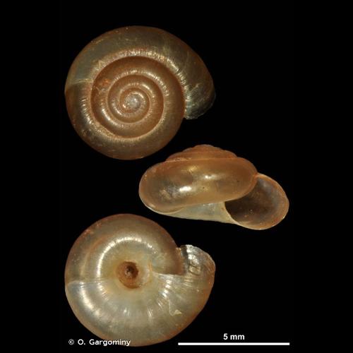 <i>Zonitoides nitidus</i> (O.F. Müller, 1774) © O. Gargominy