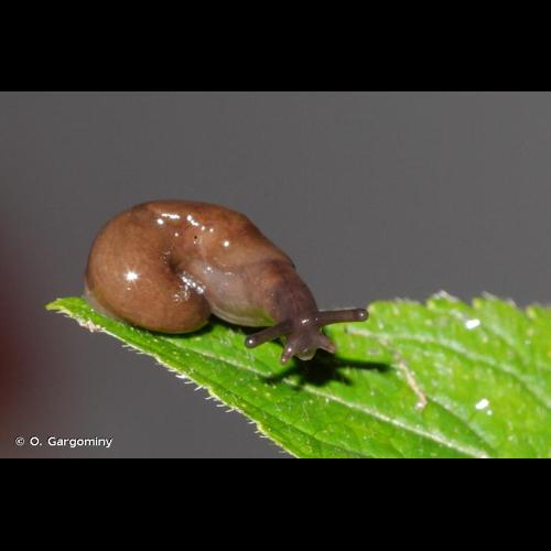 <i>Deroceras laeve</i> (O.F. Müller, 1774) © O. Gargominy