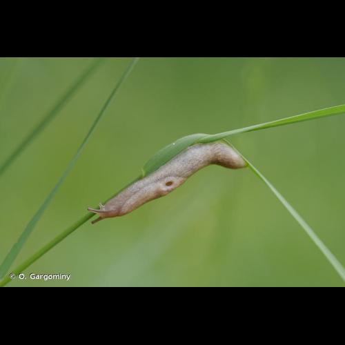 <i>Deroceras reticulatum</i> (O.F. Müller, 1774) &copy; O. Gargominy