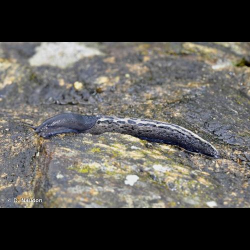 <i>Limax cinereoniger</i> Wolf, 1803 © D. Naudon