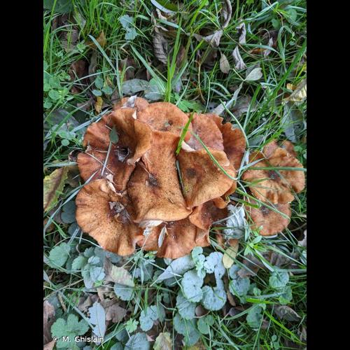 <i>Armillaria mellea</i> (Vahl) P.Kumm., 1871 © M. Ghislain