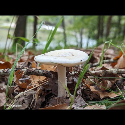 <i>Amanita junquillea</i> Quél., 1877 © M. Ghislain