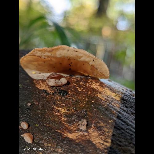 <i>Auricularia auricula-judae</i> (Bull.) Quél., 1886 © M. Ghislain