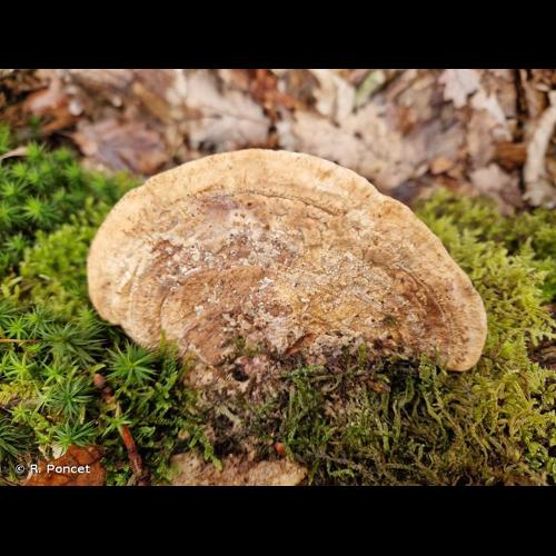 <i>Daedalea quercina</i> (L.) Pers., 1801 © R. Poncet