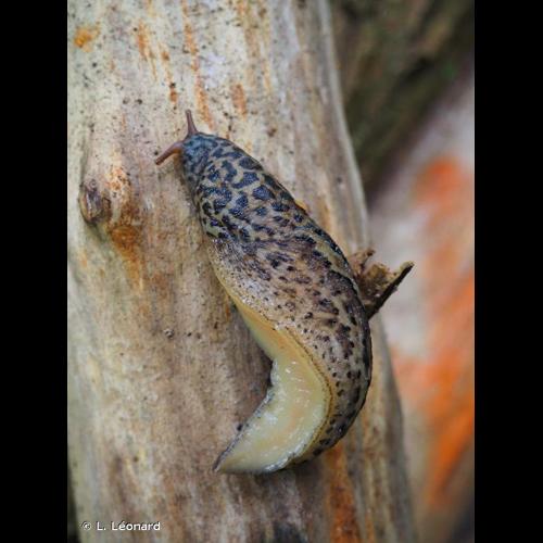 <i>Limax maximus</i> Linnaeus, 1758 © L. Léonard