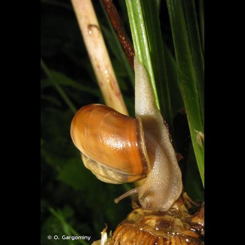 <i>Monacha cantiana</i> (Montagu, 1803) &copy; O. Gargominy