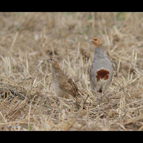 <i>Perdix perdix</i> (Linnaeus, 1758) © F. Jiguet