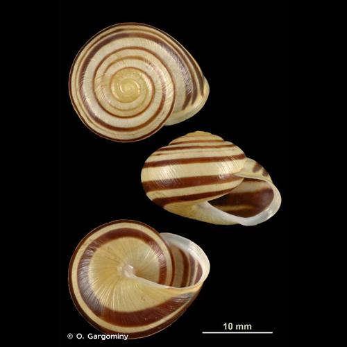 <i>Cepaea hortensis</i> (O.F. Müller, 1774) © O. Gargominy