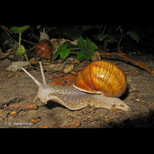 <i>Helix pomatia</i> Linnaeus, 1758 © O. Gargominy