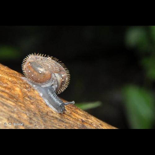 <i>Helicodonta obvoluta</i> (O.F. Müller, 1774) © Q. Rome