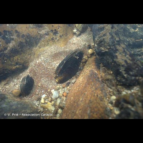 <i>Margaritifera margaritifera</i> (Linnaeus, 1758) © V. Prié - Association Caracol