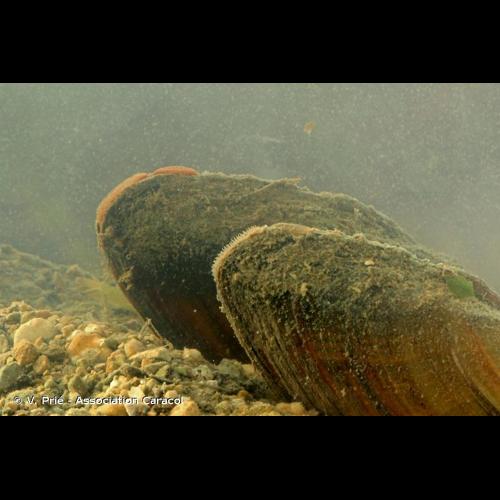 <i>Unio tumidus</i> Philipsson, 1788 © V. Prié - Association Caracol