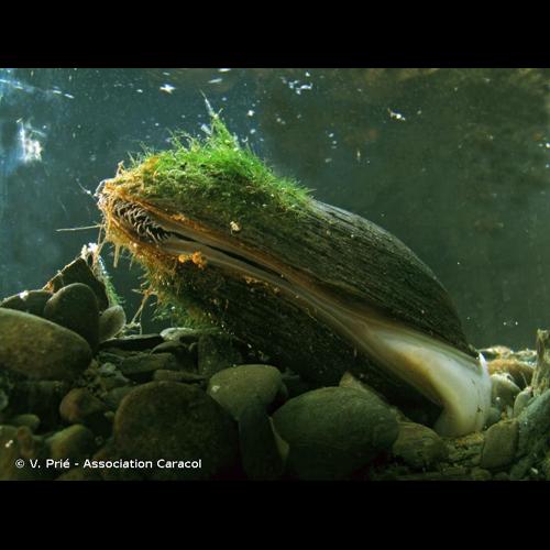 <i>Potomida littoralis</i> (Cuvier, 1798) © V. Prié - Association Caracol