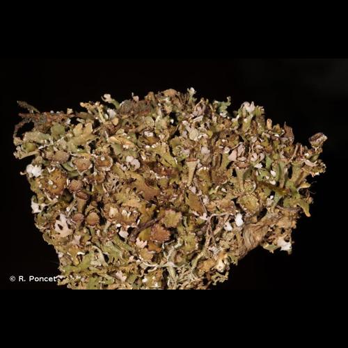 <i>Cladonia cervicornis</i> (Ach.) Flot., 1849 © R. Poncet