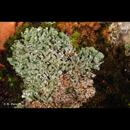 <i>Cladonia symphycarpia</i> (Ach.) Fr., 1826 © R. Poncet