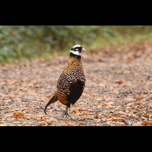 <i>Syrmaticus reevesii</i> (J. E. Gray, 1829) &copy; Nicolas Belcourt