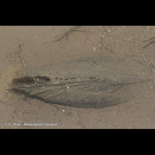 <i>Anodonta anatina</i> (Linnaeus, 1758) © V. Prié - Association Caracol