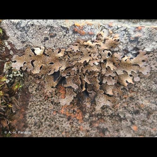 <i>Parmelia omphalodes</i> (L.) Ach., 1803 © A.-H. Paradis