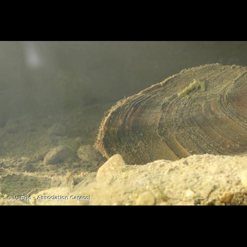 <i>Anodonta cygnea</i> (Linnaeus, 1758) © V. Prié - Association Caracol