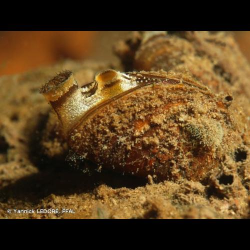<i>Dreissena polymorpha</i> (Pallas, 1771) © Yannick LEDORÉ, FFAL