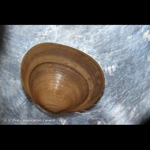 <i>Sphaerium corneum</i> (Linnaeus, 1758) © V. Prié - Association Caracol