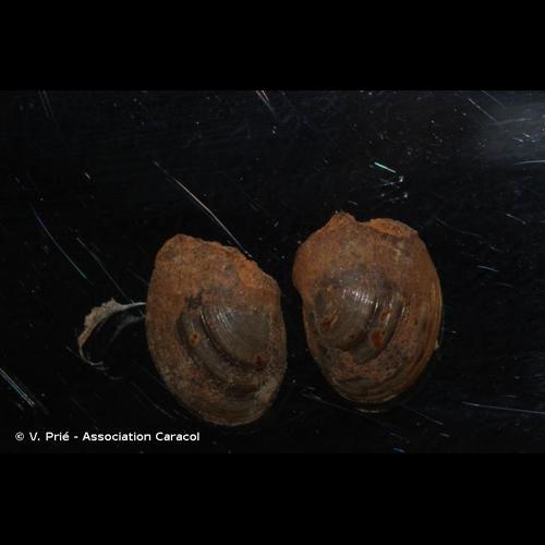 <i>Pisidium amnicum</i> (O.F. Müller, 1774) © V. Prié - Association Caracol